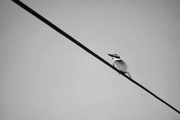 istock King Fisher on a wire 97478182