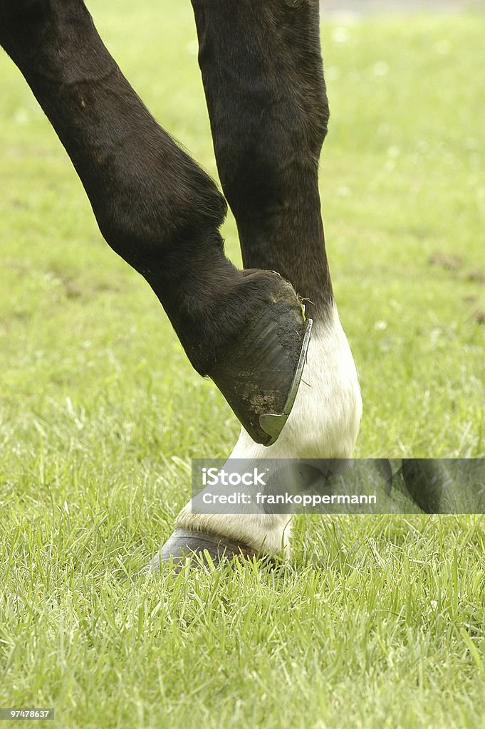 Horse leg  Animal Leg Stock Photo