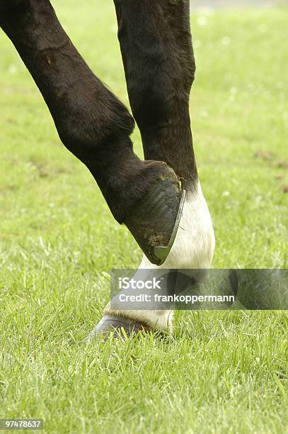 Horse Leg Stock Photo - Download Image Now - Animal Leg, Horse, Black Color