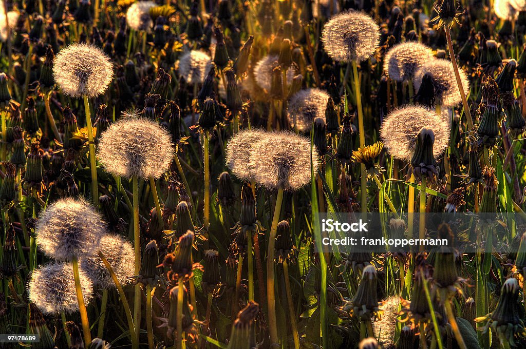 Pusteblume - Lizenzfrei Beleuchtet Stock-Foto