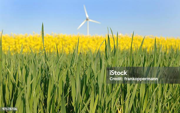 Bioenergie Stockfoto und mehr Bilder von Canola - Canola, Farbbild, Feld