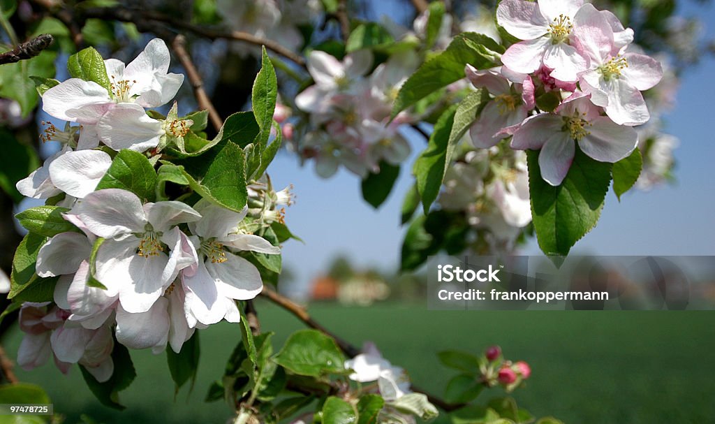 Apfelblüten - Lizenzfrei Apfel Stock-Foto