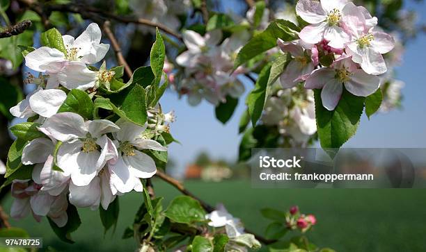 Apfelblüten Stockfoto und mehr Bilder von Apfel - Apfel, Apfelbaum-Blüte, Ast - Pflanzenbestandteil