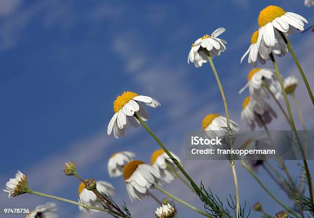 Kamille - Fotografie stock e altre immagini di Ambientazione esterna - Ambientazione esterna, Ambientazione tranquilla, Ambiente