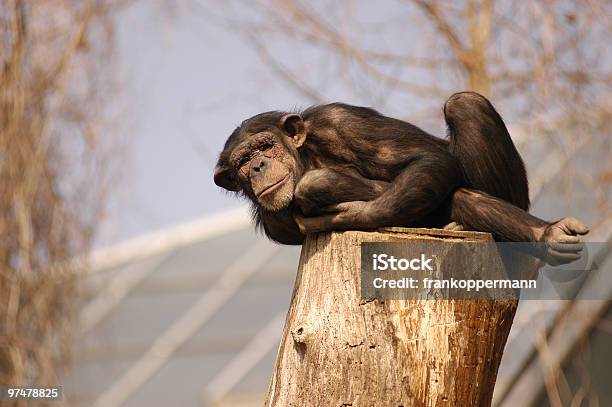 Photo libre de droit de Faire Une Pause banque d'images et plus d'images libres de droit de Afrique - Afrique, Animaux en captivité, Chimpanzé