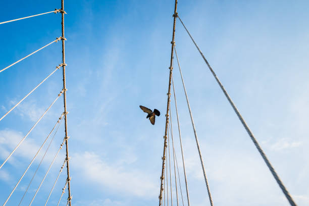 istock The wire metal rope bridge with dove 974789528