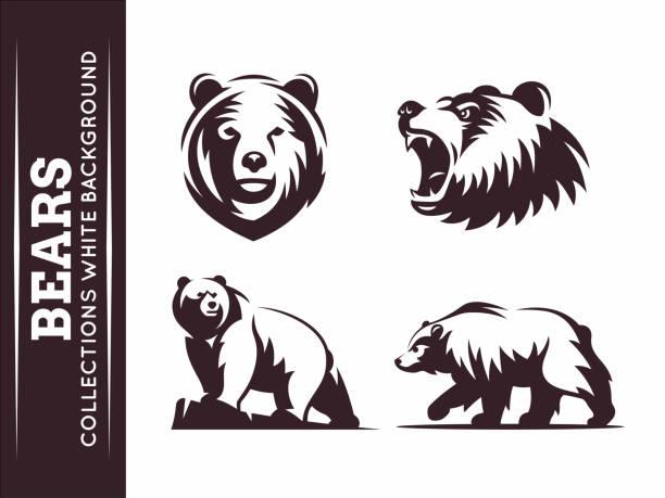 bären-sammlungen - braunbär stock-grafiken, -clipart, -cartoons und -symbole