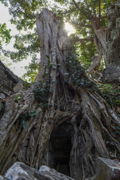 istock Ta Prohm temple at Angkor Wat complex, Siem Reap, Cambodia 974790080