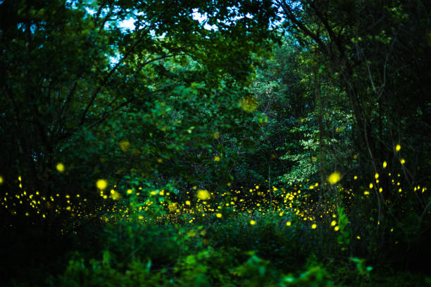 istock Firefly flying in the night forest 974790122