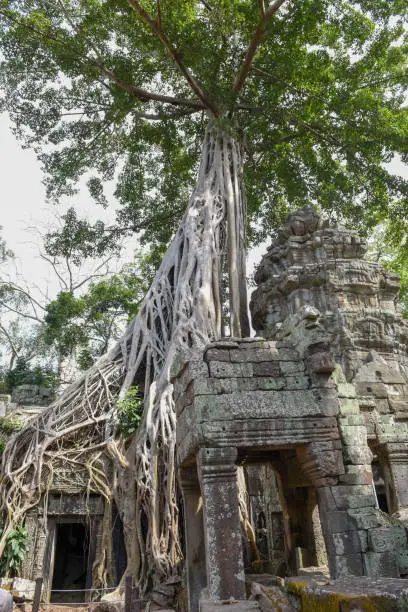 Photo of Ta Prohm temple at Angkor Wat complex, Siem Reap, Cambodia