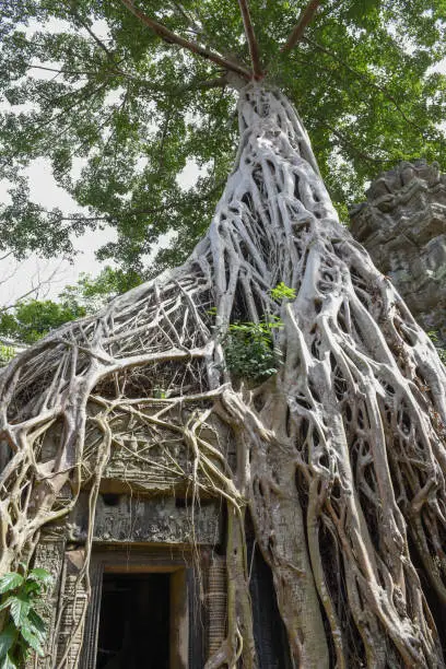 Photo of Ta Prohm temple at Angkor Wat complex, Siem Reap, Cambodia