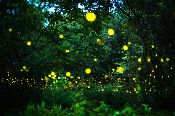 istock Firefly flying in the night forest 974790644