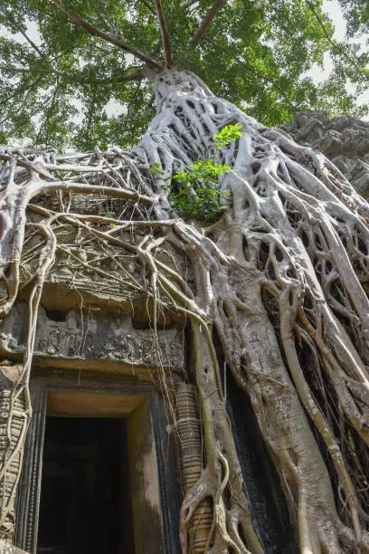 Photo of Ta Prohm temple at Angkor Wat complex, Siem Reap, Cambodia