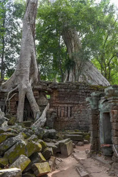 Photo of Ta Prohm temple at Angkor Wat complex, Siem Reap, Cambodia