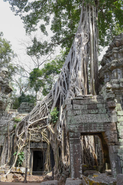 istock Ta Prohm temple at Angkor Wat complex, Siem Reap, Cambodia 974793482