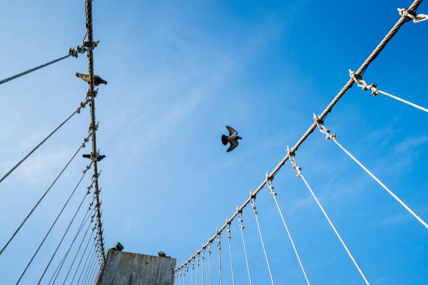 istock The wire metal rope bridge with dove 974793848