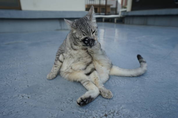 istock Egyptian mau in Tokyo 974793928