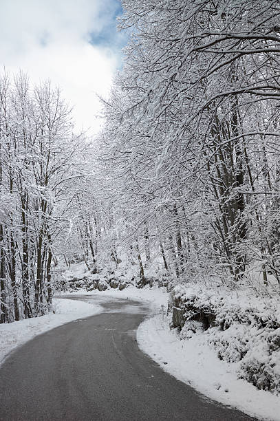 istock Road  through the woods during winter 97479514