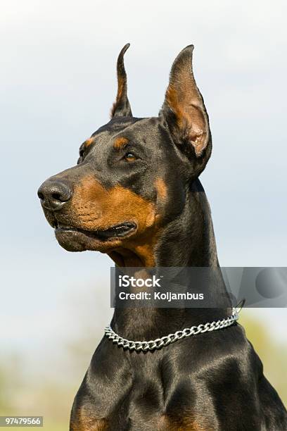Portrait Of Black Doberman Waiting Stock Photo - Download Image Now -  Animal, Animal Nose, Black Color - iStock