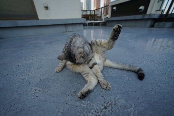 istock Egyptian mau in Tokyo 974797316