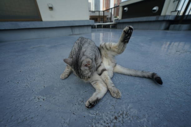 istock Egyptian mau in Tokyo 974797426
