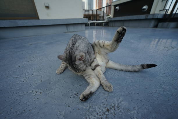 istock Egyptian mau in Tokyo 974797464