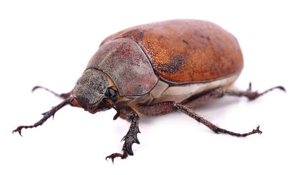 istock Macro Photo Melolontha on a white background 974797826
