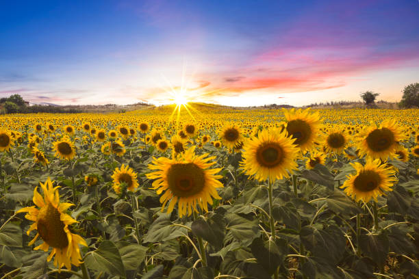 hermosa puesta de sol sobre campo de girasol - sunflower landscape flower field fotografías e imágenes de stock