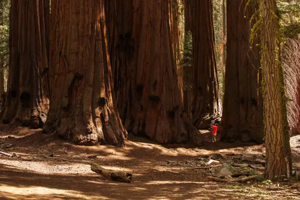 Father with infant son visit Sequoia national park in California, USA