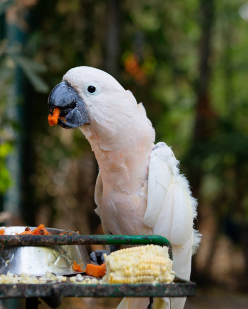 istock Pink Moluccan cockatoo. 974812296