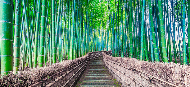 Walkway in the bamboo tunnel at Bamboo forest in Kyoto  landmark of Japan