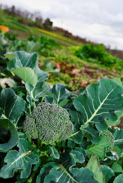 Large broccoli plant stock photo