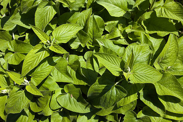 jovem phlomis russeliana - 2655 - fotografias e filmes do acervo