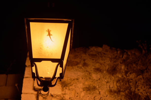 lizard is warming his body in a old street lamp during night