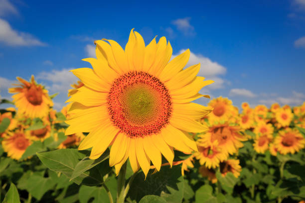 istock sunflowers in summer day 974816298