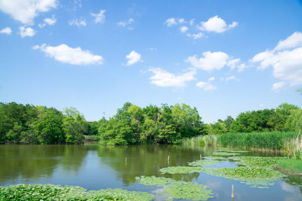 istock Beautiful scenic in the park 974821518