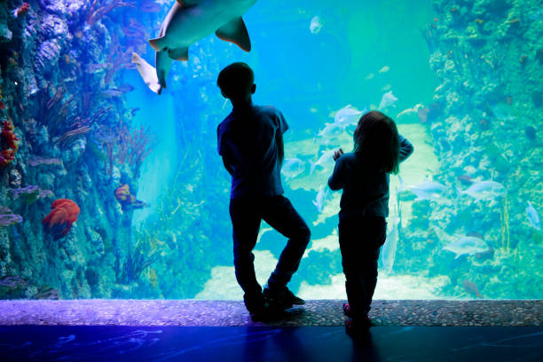 kinderen-jongen en meisje-kijken vissen in aquarium - vissenkom fotos stockfoto's en -beelden