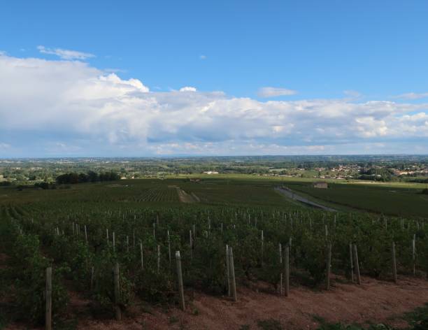 istock Beaujolais wine-growing region 974824946