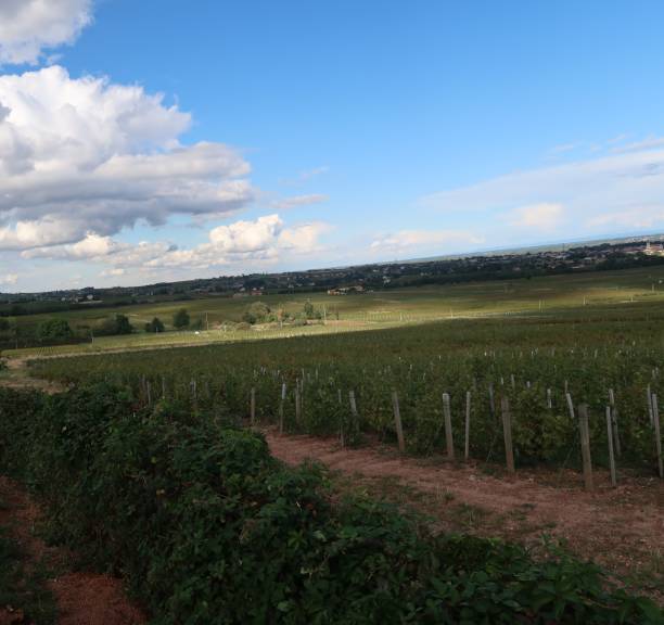 istock Beaujolais wine-growing region 974825870