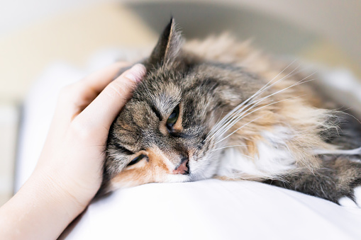 Closeup retrato de un triste calico maine coon gato cara acostado en cama en el dormitorio, mirando hacia abajo, aburrido, depresión, mano de la mujer acariciando la cabeza photo