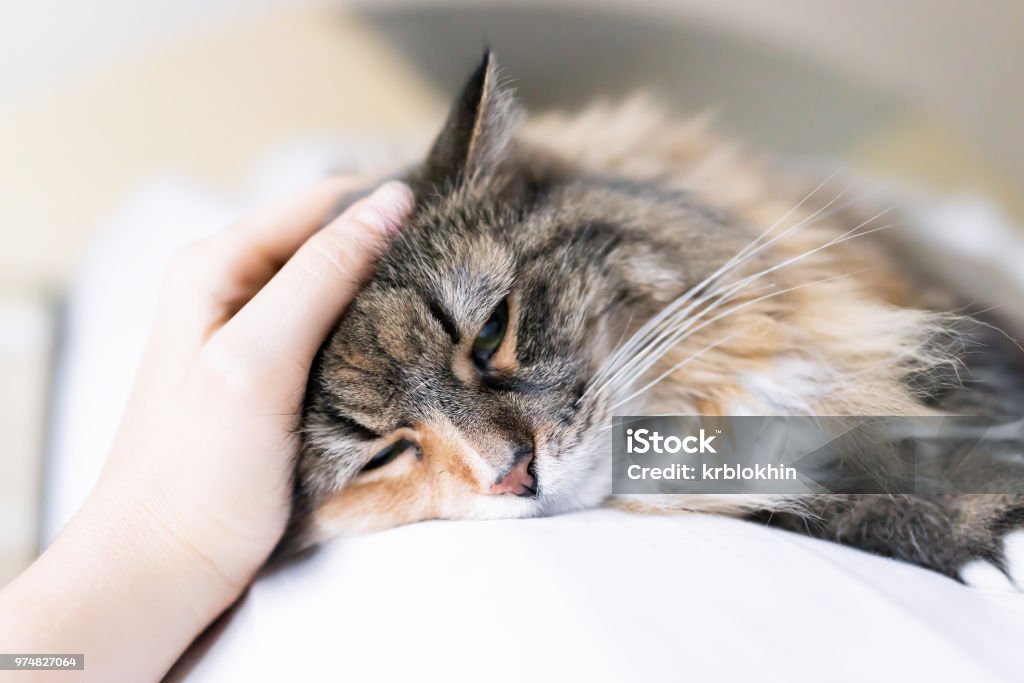 Closeup portrait of one sad calico maine coon cat face lying on bed in bedroom room, looking down, bored, depression, woman hand petting head Domestic Cat Stock Photo