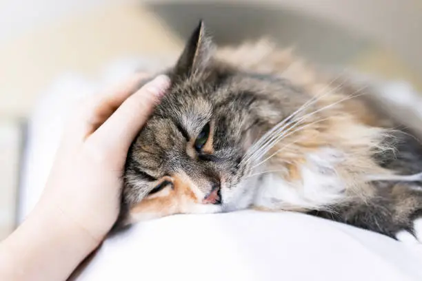 Photo of Closeup portrait of one sad calico maine coon cat face lying on bed in bedroom room, looking down, bored, depression, woman hand petting head