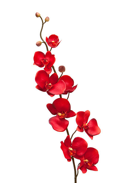 rosso orchidea - 8446 foto e immagini stock