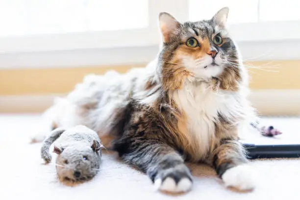 Playful lazy maine coon calico cat closeup playing with catnip mouse rat toy with paws indoors lying on carpet floor indoor house living room