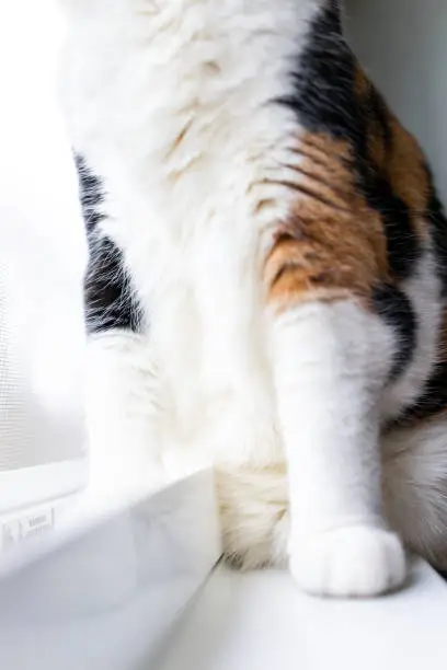 Closeup of one calico cat paws legs sitting on windowsill window sill looking outside