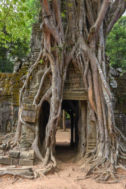 istock Tropical tree on Ta Som temple at Angkor complex 974828786
