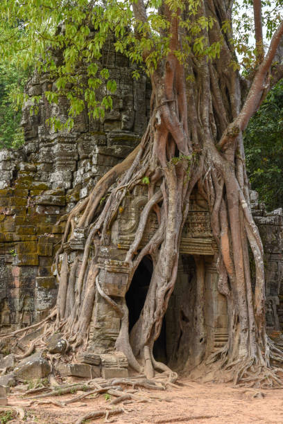 istock Tropical tree on Ta Som temple at Angkor complex 974831662