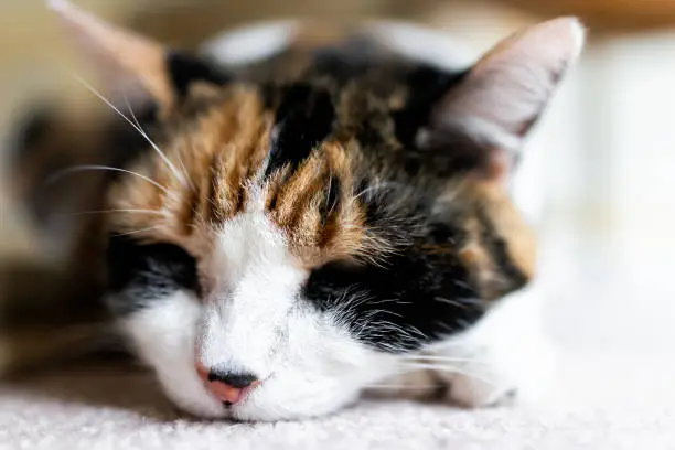 Macro closeup of calico cat face lying on carpet floor in room sleeping with paw under head