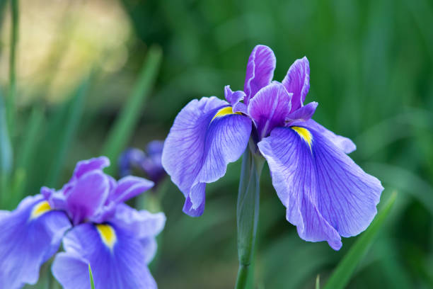 Photo of purple iris flowers
