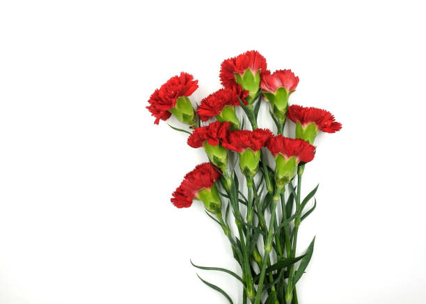 istock Red carnation flowers on white background 974834850